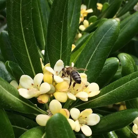 Prana * Τρογκίρ