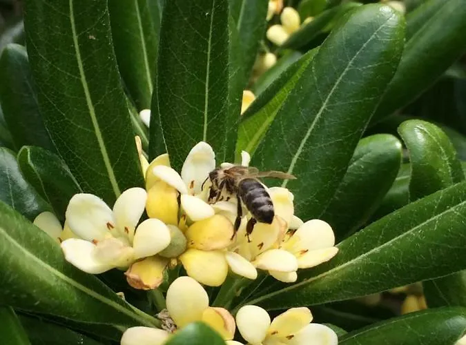 Prana * Трогір